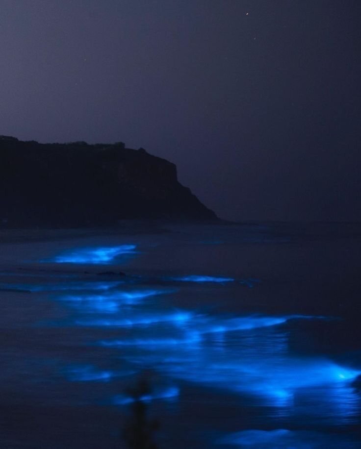 Bioluminiscencia