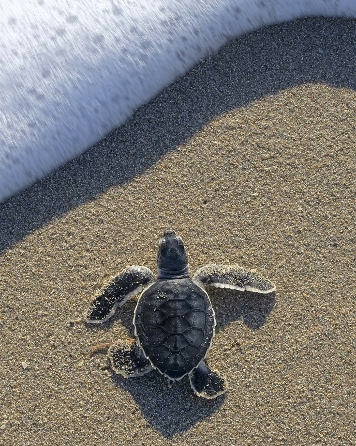 Cría de tortuga